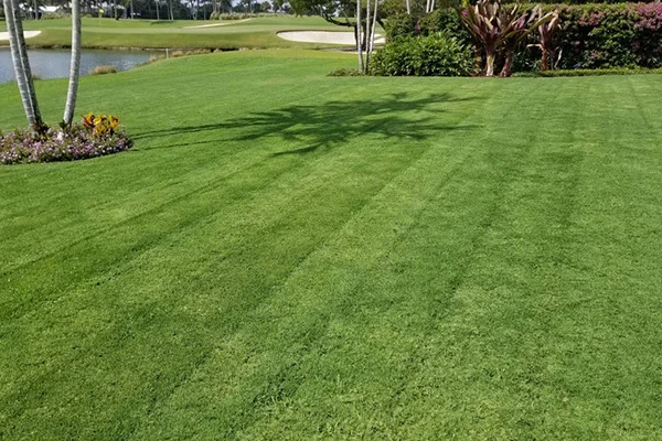 Lawn Mowing Service
