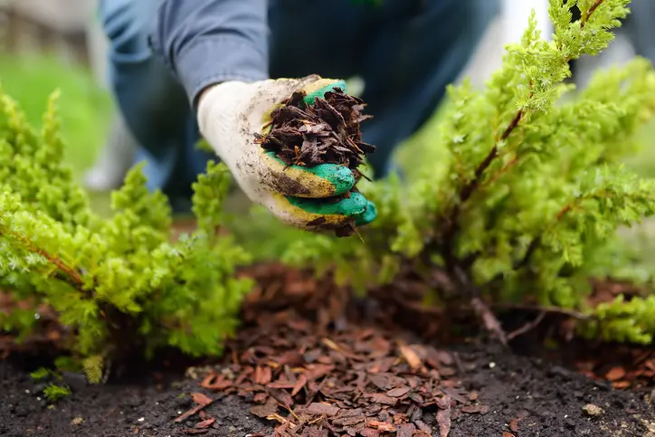 Benefits Of Mulching For Weed Control And Moisture Retention in Hobe Sound FL