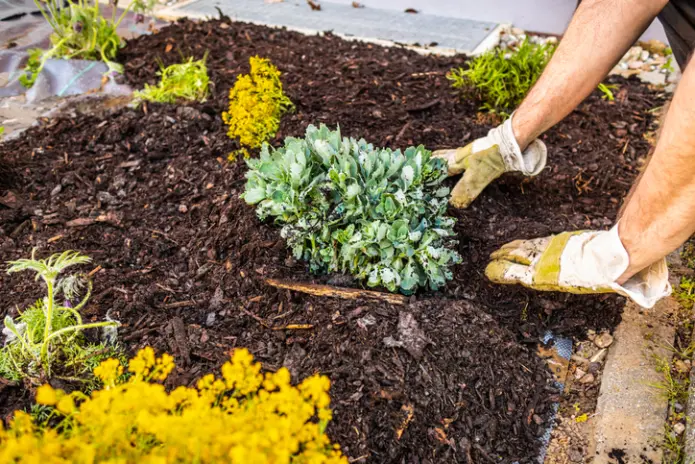 Quality Mulching Hobe Sound FL